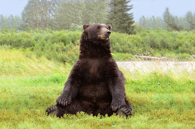 Picture of a sitting grizzly bear