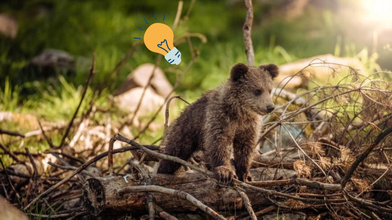 photo of a cub bear