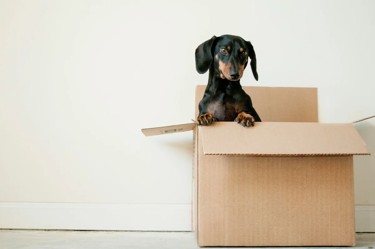 A pup in a moving box